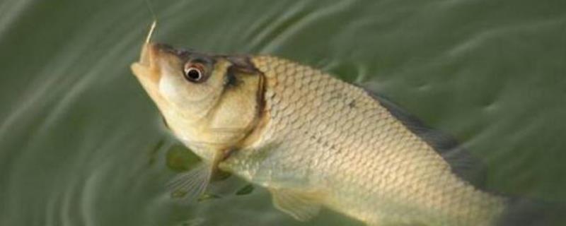 夏季钓鲫鱼技巧大全,饵料配方有哪些