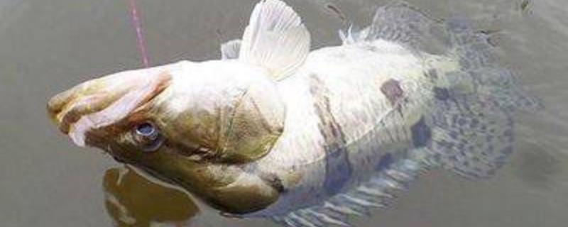 钓桂鱼怎么打窝好 桂鱼怎么打窝怎么钓