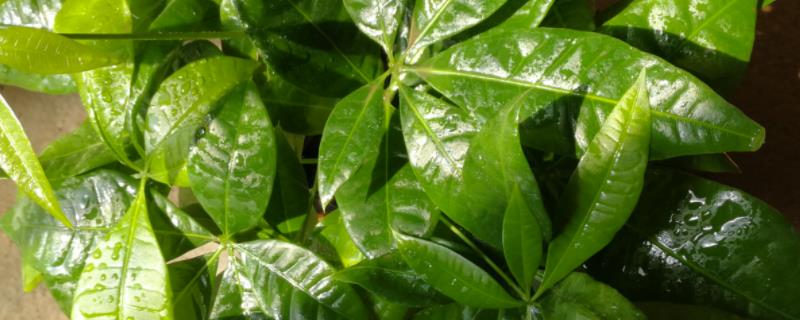 发财树的繁殖方法，具体怎样操作 发财树的繁殖方法