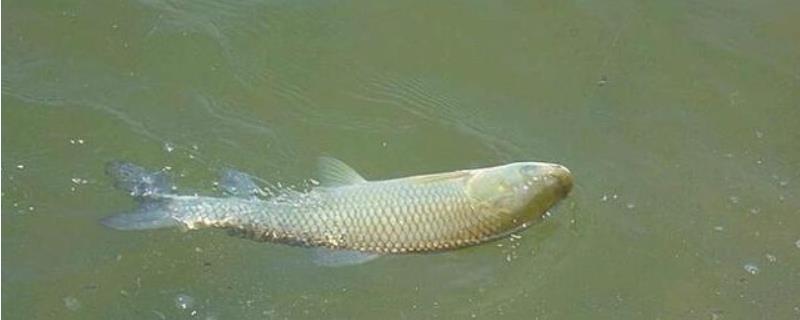 夏天钓草鱼技巧大全,附其饵料配方(夏季野钓草鱼饵料配方大全)