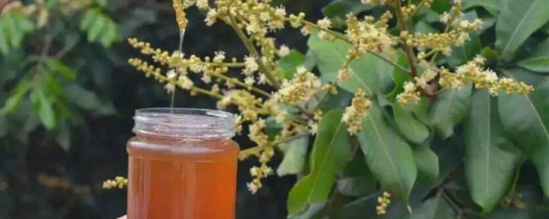 荔枝蜜和乌桕蜜哪个好，附二者对比 乌桕蜜和龙眼蜜哪个好