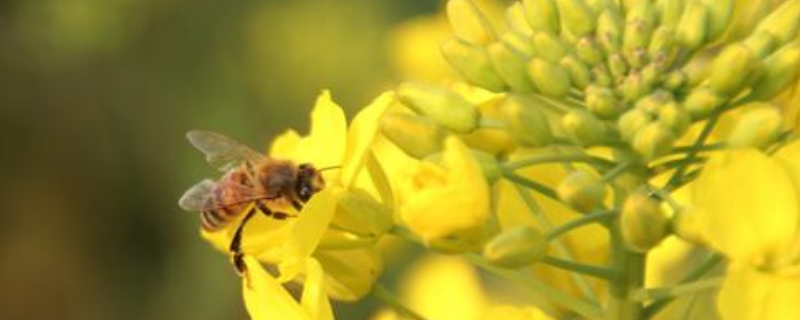 油菜花蜂蜜是什么颜色的，其气味、口感、结晶如何