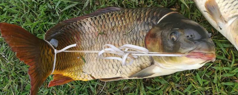 野钓鲤鱼商品饵料配方大全,不同季节配方的不同点是什么