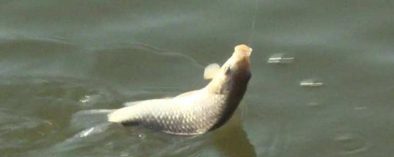 春季钓草鱼技巧大全，附饵料配方 草鱼钓法及饵料配方