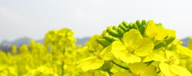 油菜花蜜和百花蜜哪个好，详细介绍（野花蜜好还是油菜花蜜好）