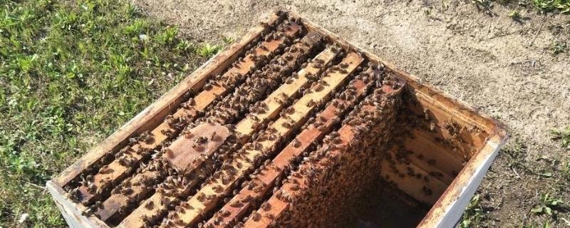 蜂箱最简单的制作方法，材料的选择