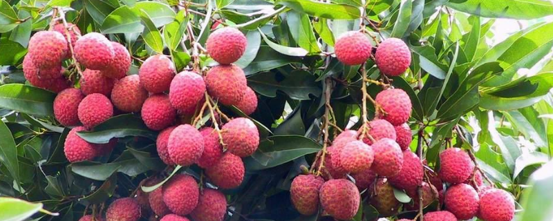 龙眼蜜和荔枝蜜哪个贵，附二者对比 龙眼蜜跟荔枝蜜哪个好