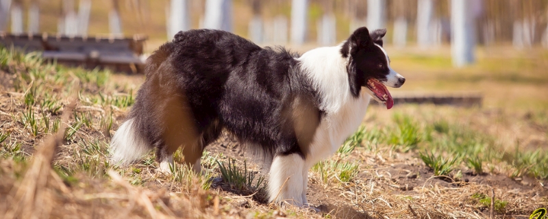 边境牧羊犬拉肚子怎么办 边境牧羊犬乱拉屎怎么办