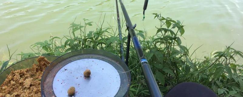 野钓拉饵和搓饵哪个好 野钓拉饵和搓饵哪个好钓