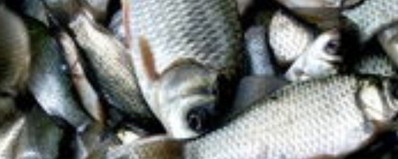 红虫钓鲫鱼怎么调漂最好（红虫钓鱼怎么样调漂）