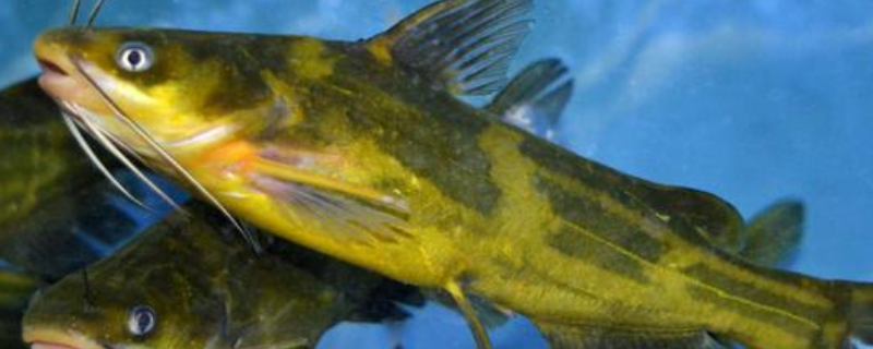 钓黄颡鱼有什么技巧（野钓黄颡鱼的一些技巧小结）