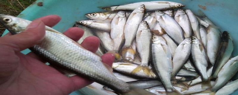 用什么钓白条鱼最快 白条怎么钓最快