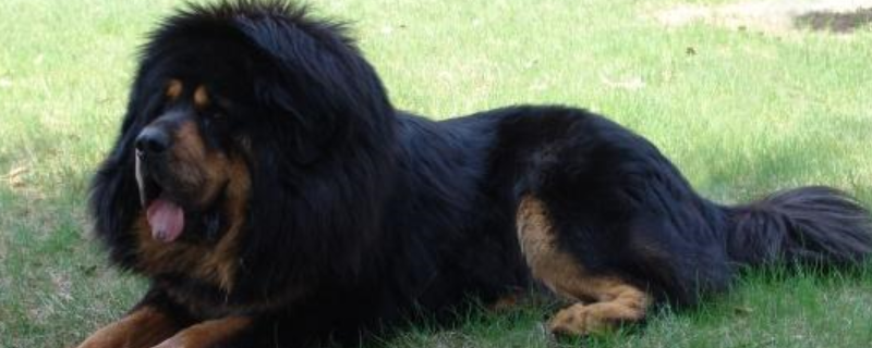 藏獒怎么训练才听话 如何训练藏獒狗狗更听话