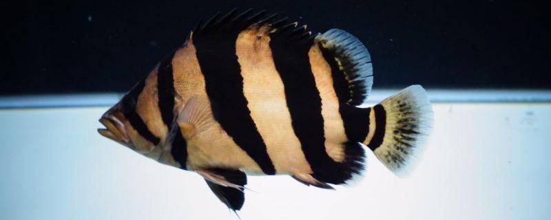 虎鱼吃什么食物（虎鱼吃啥食物）