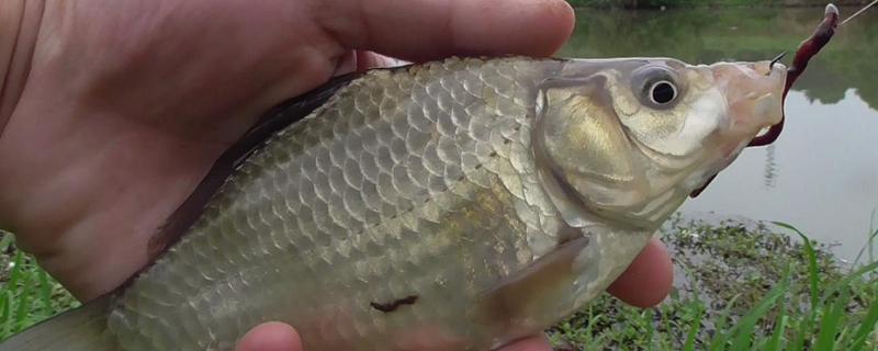 春季钓鲫鱼怎么打窝 春季钓鲫鱼怎么打窝比较好