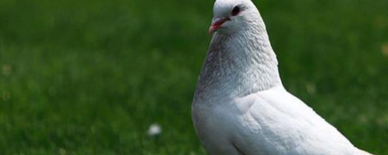 鸽子常见的类型（鸽子分为几大类）