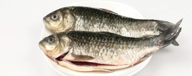 钓鲫鱼实用技巧大全,附钓点选择(钓鲫鱼应该怎么钓)