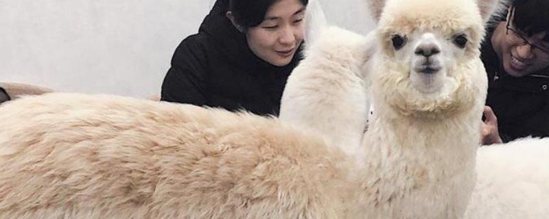 可爱的羊驼又称为 描述羊驼可爱的