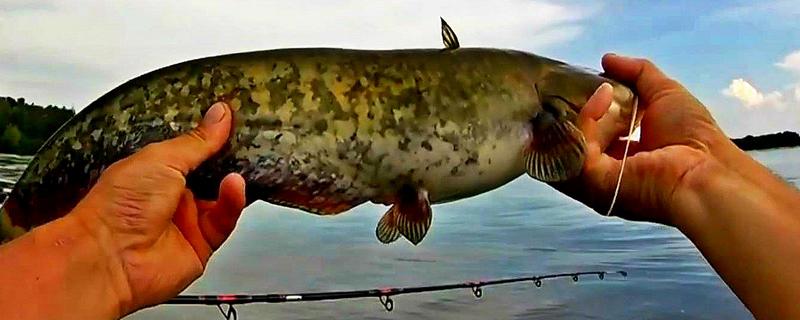 夏季钓鲶鱼技巧大全，怎样选择饵料 夏季钓鲶鱼技巧大全,怎样选择饵料和调料