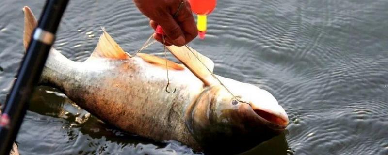 夏季钓鳙鱼技巧大全，饵料怎样配置（夏季钓鳙鱼技巧大全,饵料怎样配置好）