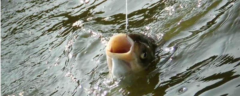 夏季钓鲢鱼技巧大全，附其饵料配置 秋冬季节钓鲢鱼用什么饵