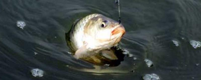 钓鲫鱼什么小药好（钓鲫鱼什么小药好呢）