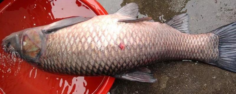 夏季钓青鱼技巧大全，附其饵料搭配（冬季钓青鱼饵料配方）