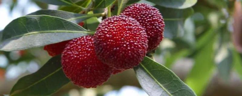 杨梅什么时候成熟 南方杨梅什么时候成熟