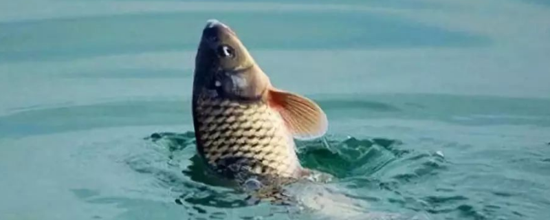 调出明显顿口漂什么技巧（漂怎样调才能使吃口清楚）