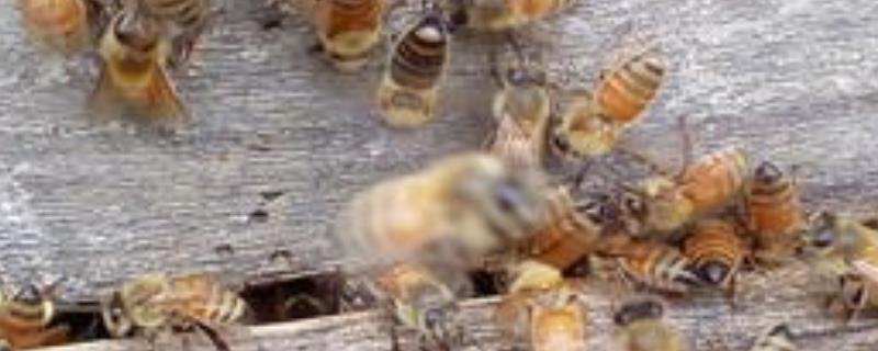 一箱意蜂一年变50箱是真的吗，附注意事项