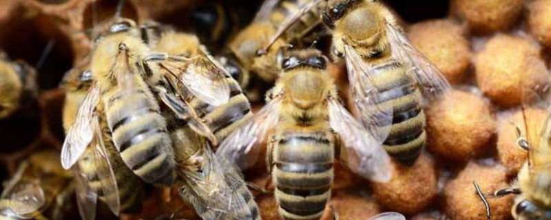 中蜂介王百分百成功方法,附介王的原理