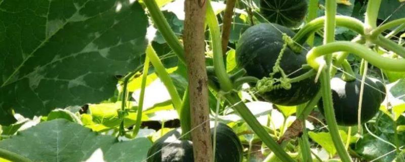 南瓜什么时候成熟（板栗南瓜什么时候成熟）