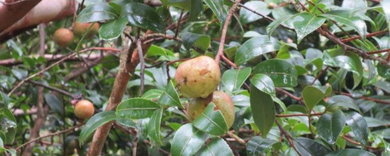 茶油，附生长条件及茶油产业（油茶的生长条件）