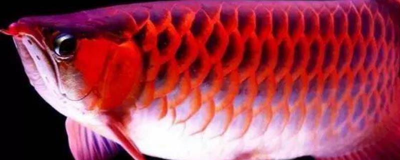 观赏鱼吃什么食物（观赏鱼吃什么食物自制）