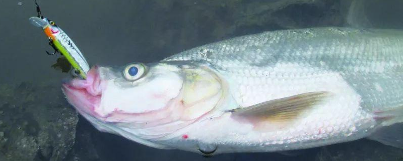 路亚翘嘴实用技巧大全，详细介绍（路亚翘嘴）