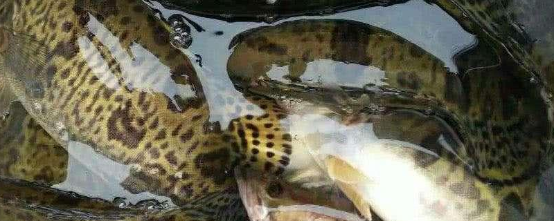 桂鱼是什么鱼 乾隆下江南吃的松鼠桂鱼是什么鱼