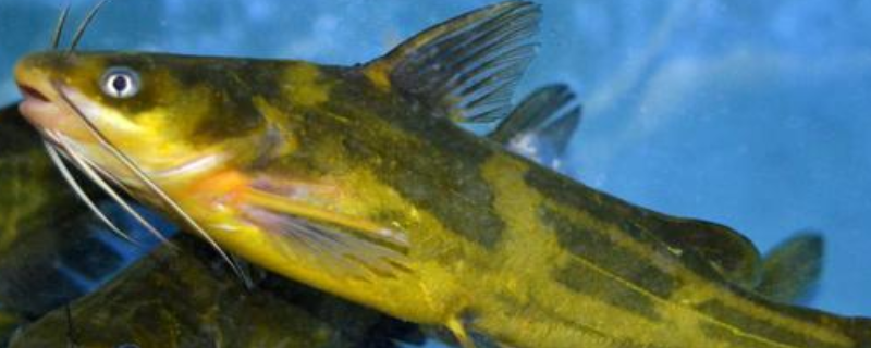 黄颡鱼是什么鱼（黄颡鱼是什么鱼咋吃）