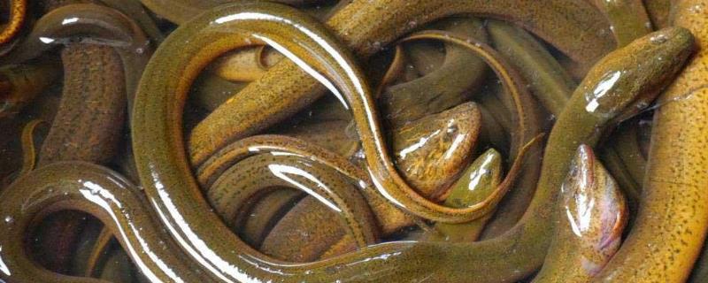 黄鳝吃什么食物 黄鳝吃什么食物长得大