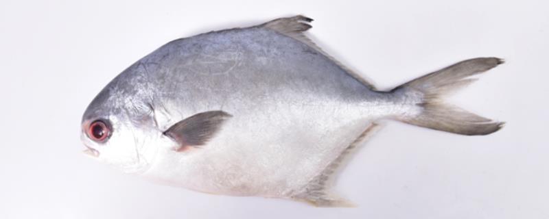 钓鲳鱼实用技巧大全,附饵料选用和作钓工具