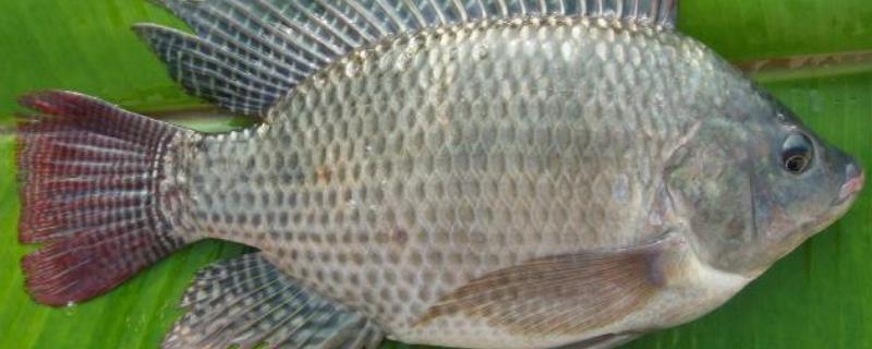 罗非鱼怎么钓上鱼快(罗非鱼用什么方法钓)