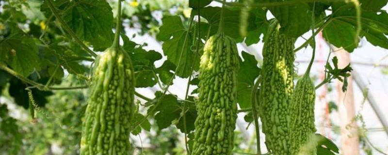 苦瓜什么时候传入中国 苦瓜从哪里传来的