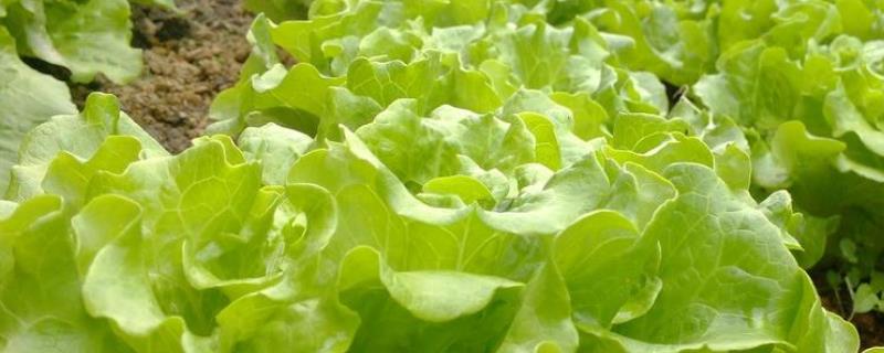生菜什么时候传入中国（生菜最早在哪个国家）