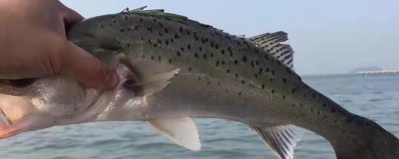 海钓鲈鱼有什么技巧 海钓鲈鱼有什么技巧和方法