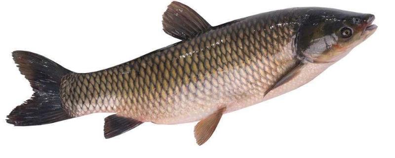 草鱼和鲤鱼有什么区别（草鱼与鲤鱼有什么区别）