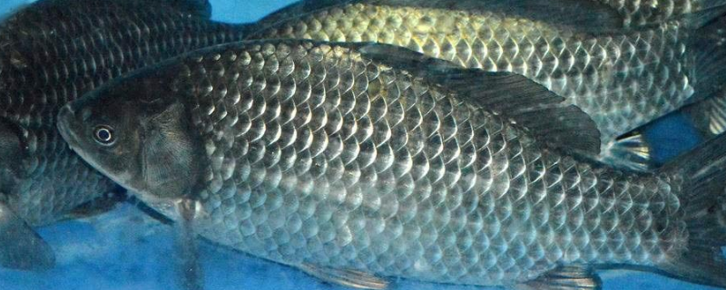 冬天钓鲫鱼用什么饵料最好 冬天钓鲫鱼用什么饵料最好视频