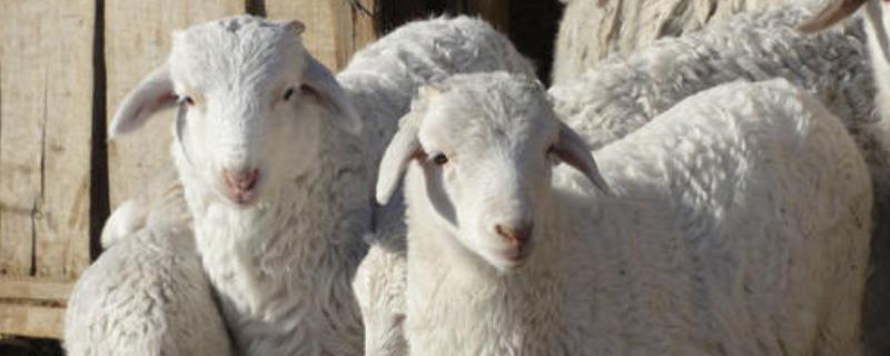 羊肺炎防治方法,羊肺炎病因 羊慢性肺炎的治疗方法