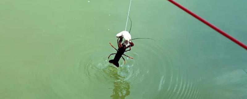 钓龙虾用什么饵料（钓小龙虾用什么饵料）