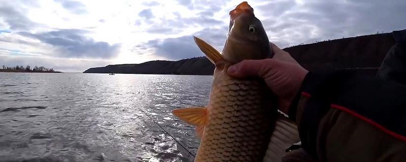 春天钓鲤鱼钓深还是钓浅（春季鲤鱼钓深还是钓浅）