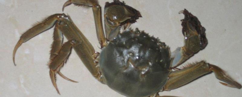 螃蟹是什么动物（螃蟹是什么动物是两栖动物吗?）