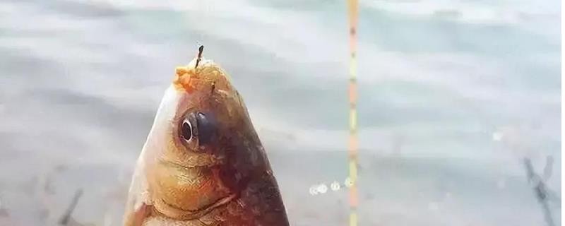 钓鲫鱼用几号主线 钓鲫鱼用几号主线比较好